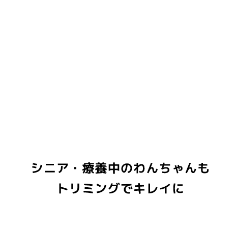 シニア・療養中のわんちゃんもトリミングでキレイに